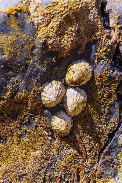 Pintorescas rocas de granito y almejas en la costa del Crozo — Foto de Stock