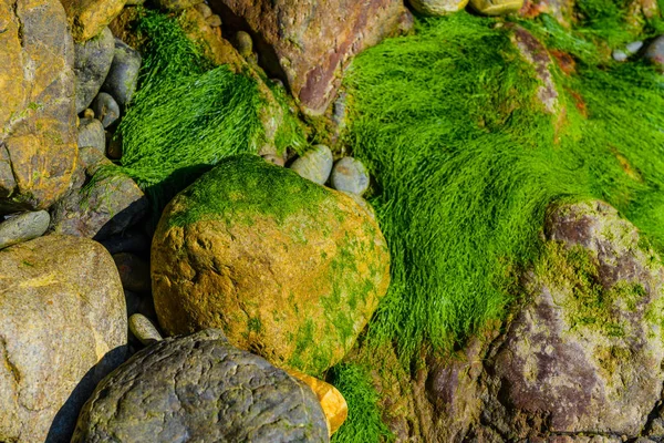 Pedras de granito pitorescas e algas verdes na costa do — Fotografia de Stock