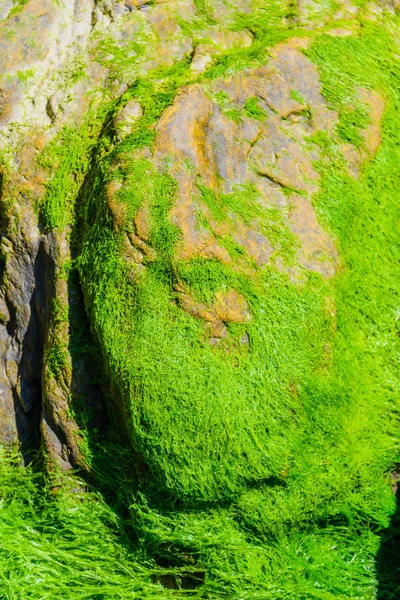 Pittoresche alghe verdi e massi di granito sulla costa del — Foto Stock