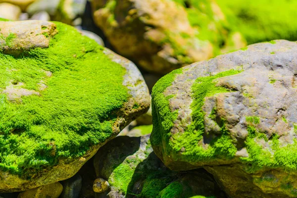 Algas verdes pitorescas e pedras de granito na costa do — Fotografia de Stock