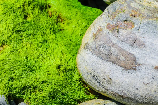 Algas verdes pitorescas e pedras de granito na costa do — Fotografia de Stock