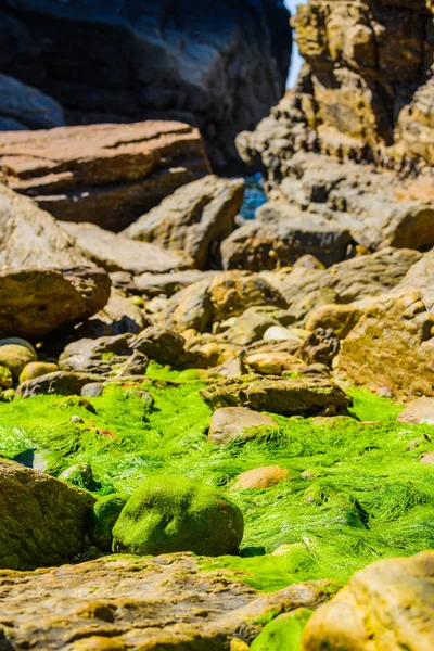 Rochers de granit pittoresques et algues vertes sur la côte de la — Photo