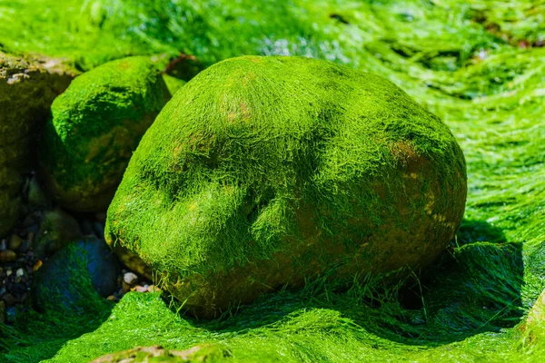 Pittoresche alghe verdi e massi di granito sulla costa del — Foto Stock