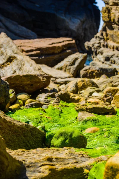 Rochers de granit pittoresques et algues vertes sur la côte de la — Photo