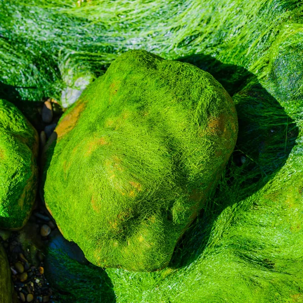 Pittoresche alghe verdi e massi di granito sulla costa del — Foto Stock