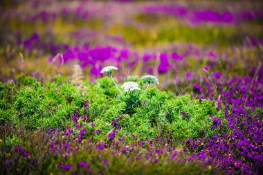 Çiçek açan fundalık. Crozon Yarımadası. Brittany. Fransa