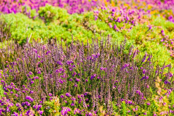 Blooming heather. Crozon Peninsula. Brittany. France — Stock Photo, Image