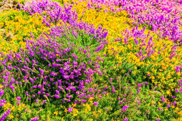 ヘザーが咲いてるクロソン半島。ブルターニュ。フランス — ストック写真