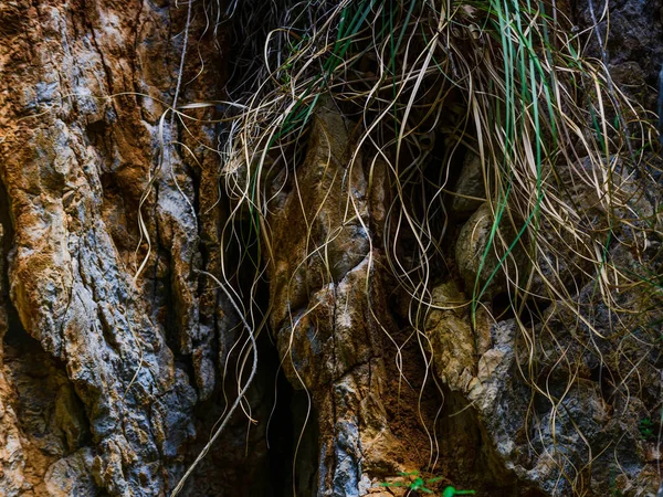 Неймовірні Текстури Природному Парку Кабарсено Кантабрія Північне Узбережжя Іспанії — стокове фото