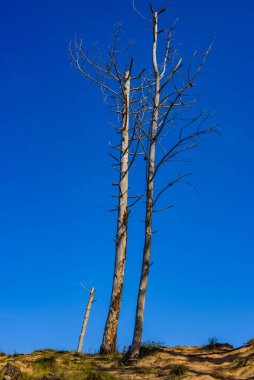 Cabarceno doğa parkındaki orman. Cantabria 'da. İspanya 'nın kuzey kıyıları