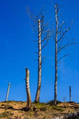 Cabarceno doğa parkındaki orman. Cantabria 'da. İspanya 'nın kuzey kıyıları