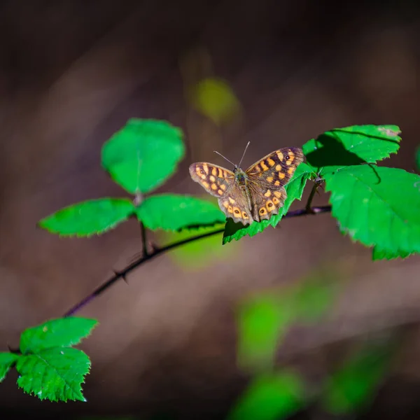 Butterfly Forest Cabarceno Nature Park Cantabria Northern Coast Spain — Stock Photo, Image