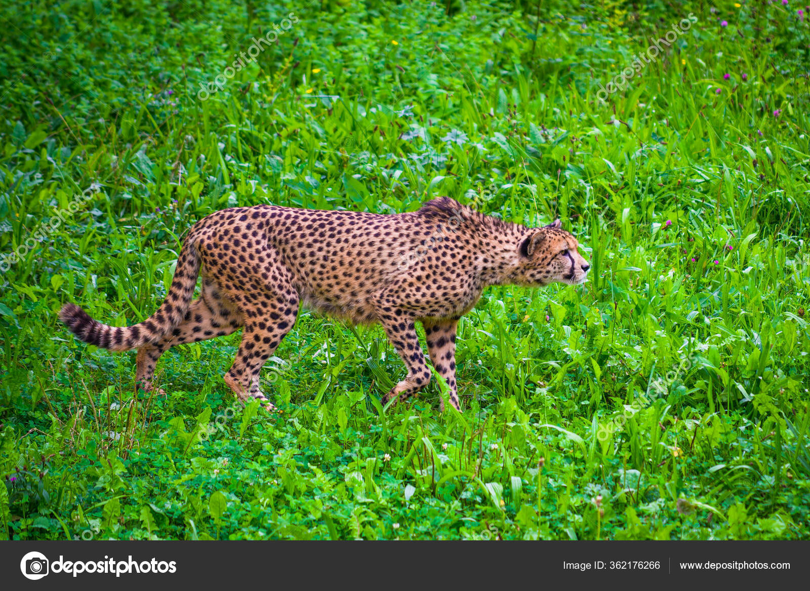 The fastest animal on earth Stock Photos, Royalty Free The fastest animal on earth Images | Depositphotos The fastest animal on earth Stock Photos, Royalty Free The fastest animal on earth Images | Depositphotos
