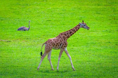Cabarceno doğa parkındaki zürafa. Cantabria 'da. İspanya 'nın kuzey kıyıları