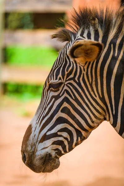 Zebra Head Cabarceno Nature Park Cantabria Northern Coast Spain — Stock Photo, Image