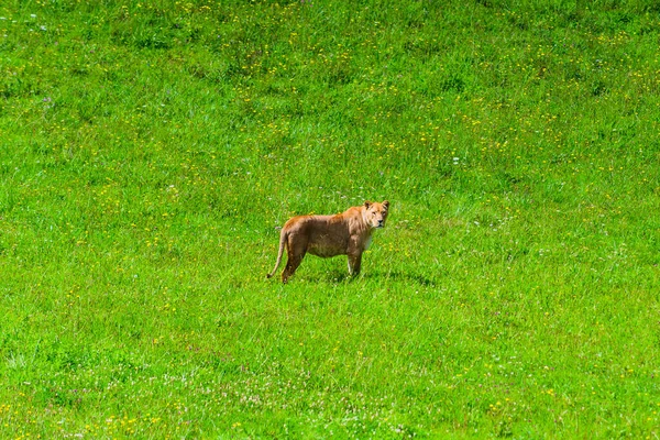 Lioness Cabarceno Nature Park Cantabria Northern Coast Spain — Stock Photo, Image