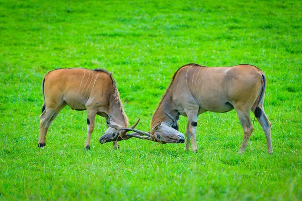 Antelopes Cabarceno Nature Park Cantabria Northern Coast Spain — Stock Photo, Image