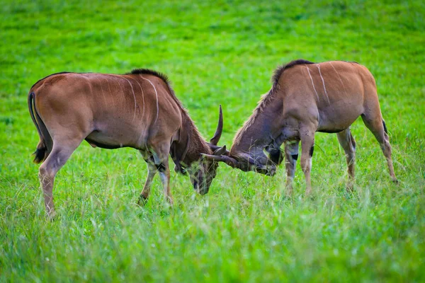 Antelopes Cabarceno Nature Park Cantabria Northern Coast Spain — Stock Photo, Image