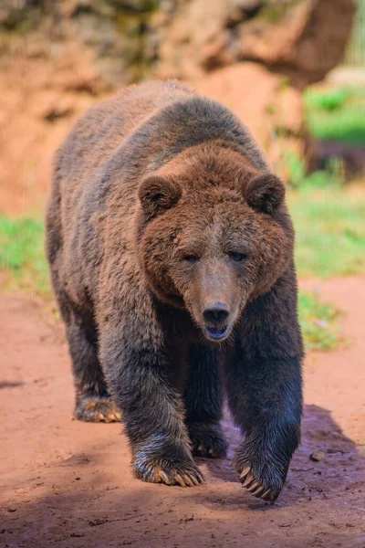 Бурый Медведь Природном Парке Кабарсено Кантабрия Северное Побережье Испании — стоковое фото