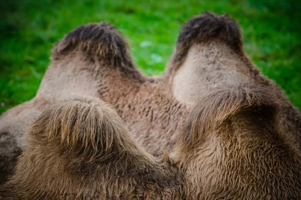 Верблюд Природному Парку Кабарсено Кантабрія Північне Узбережжя Іспанії — стокове фото