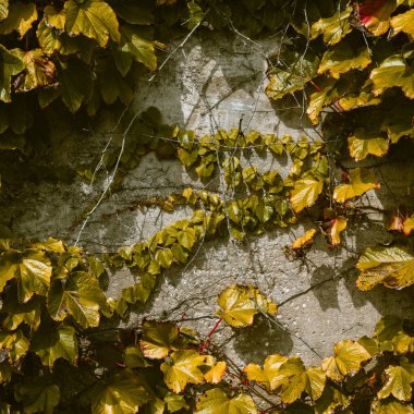 Duvardaki yaprakların müthiş bileşimi. Cantabria. İspanya 'nın kuzey kıyıları
