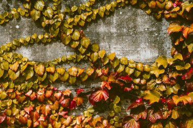 Duvardaki yaprakların müthiş bileşimi. Cantabria. İspanya 'nın kuzey kıyıları