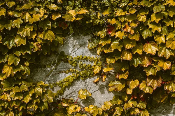 Impressionante Composição Folhas Parede Cantábria Costa Norte Espanha — Fotografia de Stock