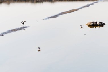 Muhteşem Salinas de Santa Pola Doğal Parkı. Alicante vilayeti. İspanya