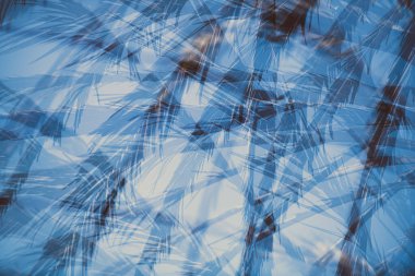 Palmiye yapraklarının soyut arkaplanı. Guardamar del Segura. Siyah beyaz görüntü. Alicante vilayeti. İspanya