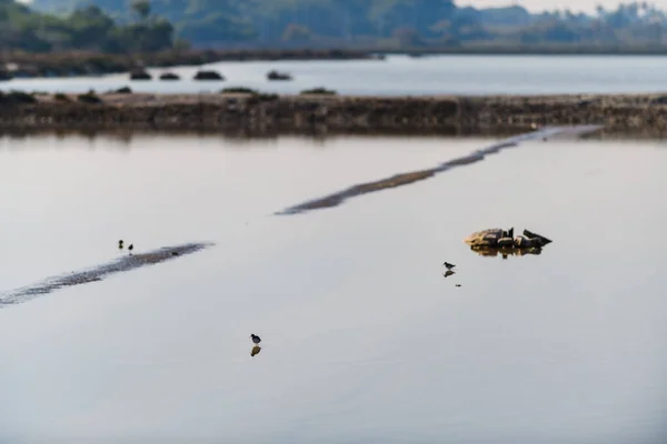 Der Herrliche Naturpark Salinas Santa Pola Provinz Alicante Spanien — Stockfoto