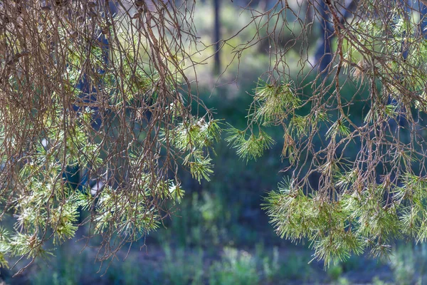 Wspaniały Park Naturalny Pobliżu Guardamar Del Segura Prowincja Alicante Hiszpania — Zdjęcie stockowe