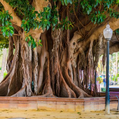 Canalejas Park 'taki dev Ficus. Alicante. İspanya