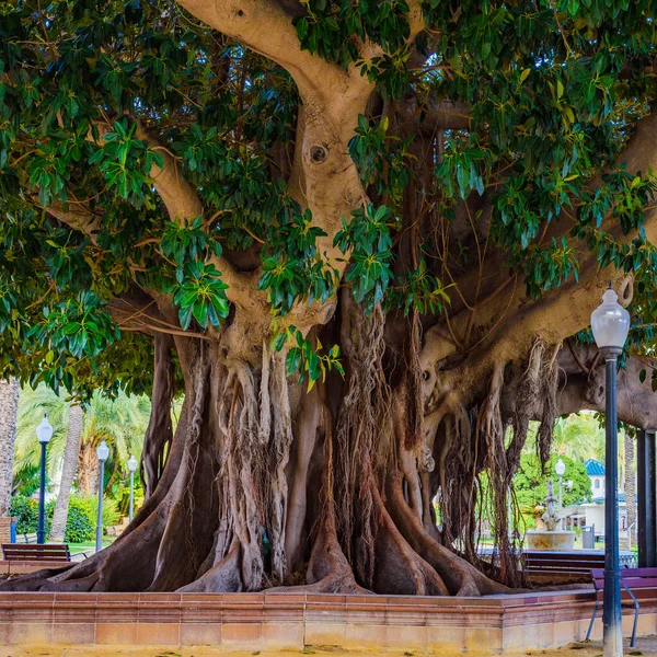 Canalejas Park 'taki dev Ficus. Alicante. İspanya