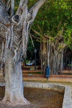 Alicante 'deki Canalejas Parkı. İspanya