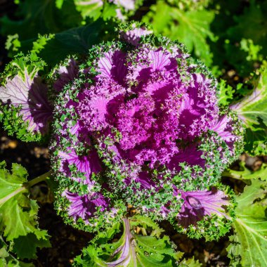 City Park Elche 'de. Alicante bölgesi. İspanya