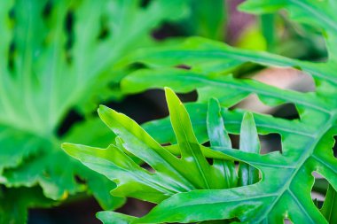 Alicante yakınlarındaki Elche 'deki El Huerto del Cura Botanik Bahçeleri. Alicante bölgesi. İspanya