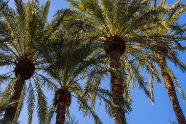 Alicante yakınlarındaki Elche 'deki El Huerto del Cura Botanik Bahçeleri. Alicante bölgesi. İspanya