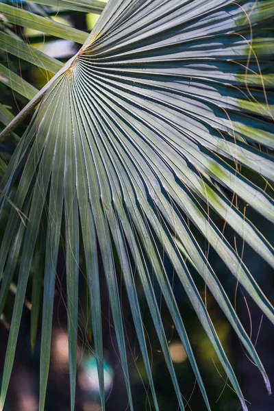 棕榈叶埃利坎特附近的埃尔胡德库拉植物园 阿利坎特省 西班牙 — 图库照片