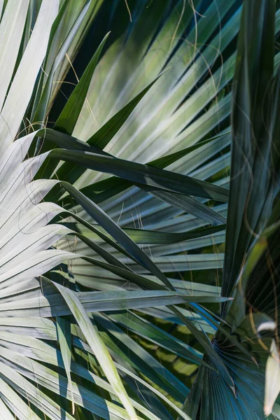 Palmbladeren Botanische Tuinen Van Huerto Del Cura Elche Bij Alicante — Stockfoto