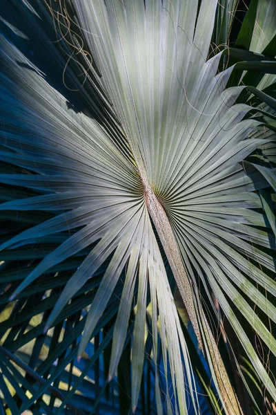 Les Feuilles Palmier Jardins Botaniques Huerto Del Cura Elche Près — Photo