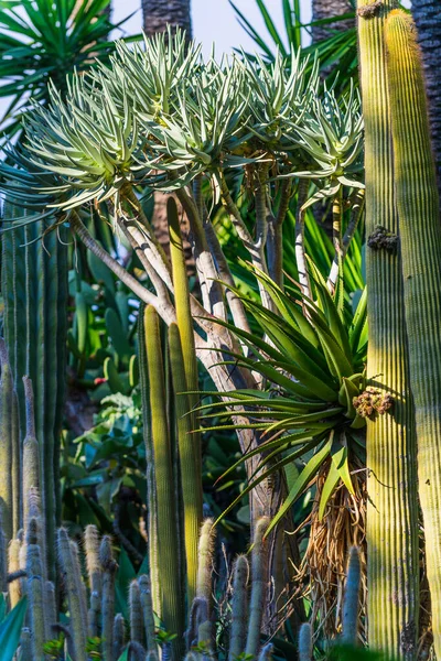 Botanischer Garten Von Huerto Del Cura Elche Bei Alicante Provinz — Stockfoto