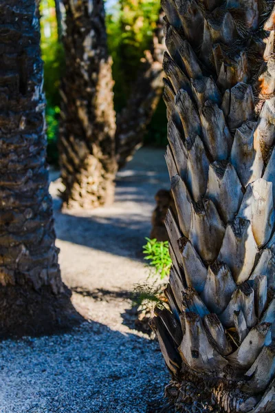 Botanischer Garten Von Huerto Del Cura Elche Bei Alicante Provinz — Stockfoto