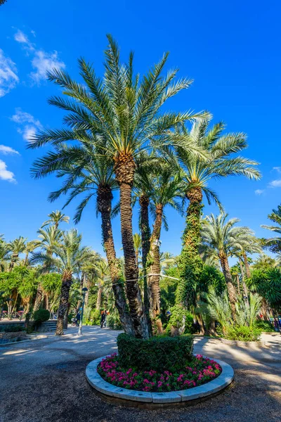 Botanischer Garten Von Huerto Del Cura Elche Bei Alicante Provinz — Stockfoto