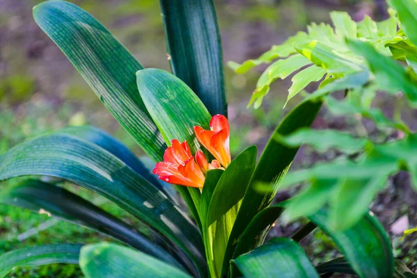 Botanischer Garten Von Huerto Del Cura Elche Bei Alicante Provinz — Stockfoto