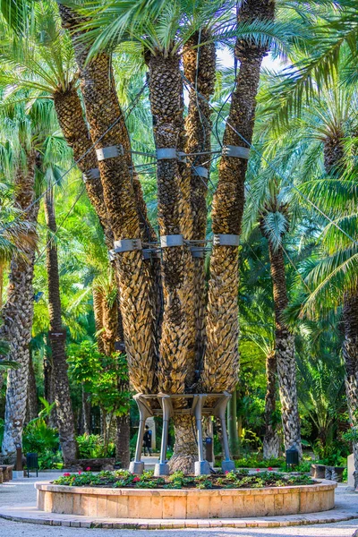 Botanischer Garten Von Huerto Del Cura Elche Bei Alicante Provinz — Stockfoto