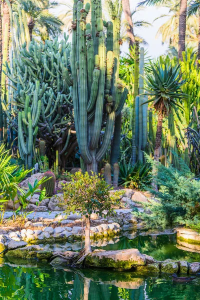 Botanischer Garten Von Huerto Del Cura Elche Bei Alicante Provinz — Stockfoto