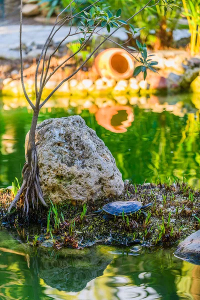 Botaniska Trädgården Huerto Del Cura Elche Nära Alicante Alicanteprovinsen Spanien — Stockfoto