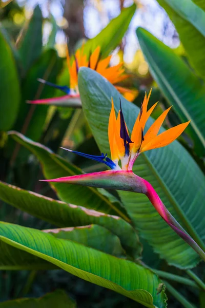 Botanischer Garten Von Huerto Del Cura Elche Bei Alicante Provinz — Stockfoto