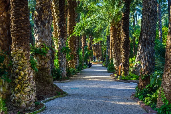 アリカンテ近くのエルチェのエル フエルト クーラの植物園 アリカンテ県 スペイン — ストック写真