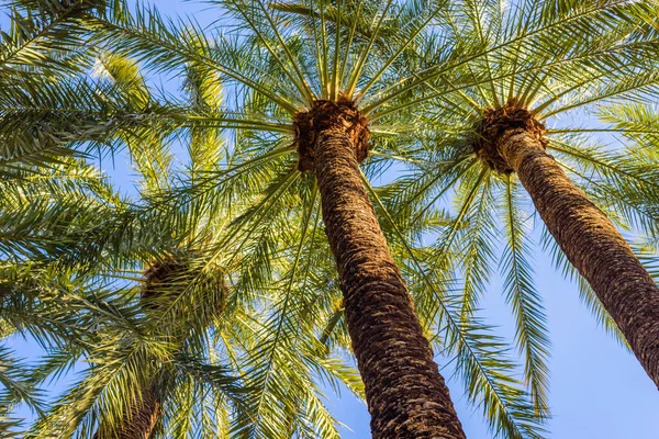 Botanischer Garten Von Huerto Del Cura Elche Bei Alicante Provinz — Stockfoto